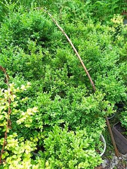 Buxus - 1