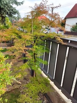 Japonský javor zeleny