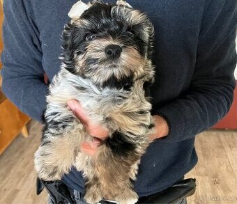 Jorkšírský teriér, Yorkshire terrier - pes s pp