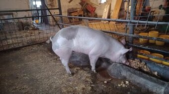 Prodám vykrmené prase