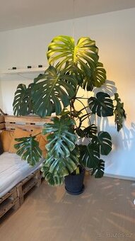 Monstera