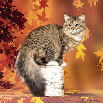 Sibiřská kočka - kocourek Nero s PP