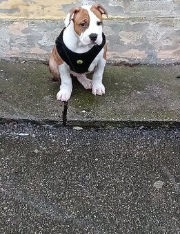 American bully standard