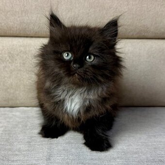 Soibiřská kočka -holčička-Noella s PP