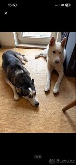 Prodám štěňátka