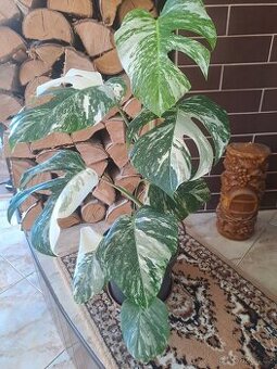Panašovaná monstera