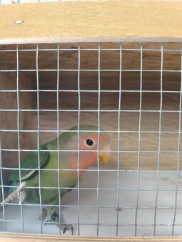 Agapornis Růžohrdlý