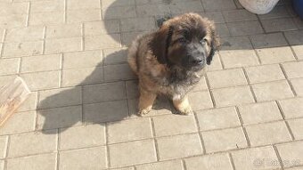 Leonberger pejsek bez PP