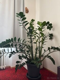 Pokojová květina Zamiokulkas