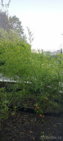 Bambus, mrazuvzdorné bambusy, Bambusy Phyllostachys, Vsetín