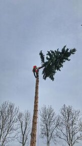 Rizikové kácení stromů - 1