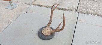 Trofej jelence, paroží. - 1