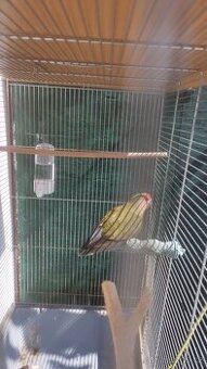 agapornis ruzohrdly
