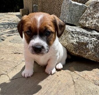 Jack Russell terier - stenata s prukazem puvodu