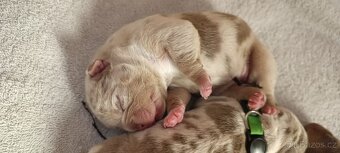 American Bully ABKC Pocket/Standart