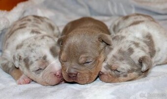 American Bully ABKC Pocket/Standard