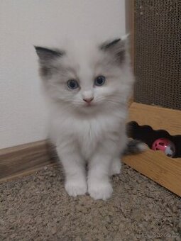 Ragdoll koťátka bez PP