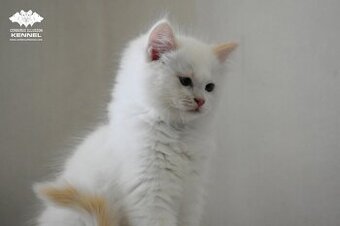 Ragdoll s PP – creme bicolor kocourek na výstavy a chov