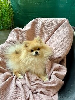 Pomeranian ke krytí