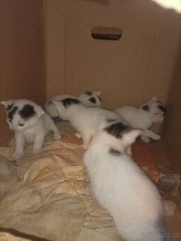 Darují 2 odběr hned zvyklé i na psi