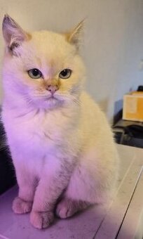 britská koťata bez PP