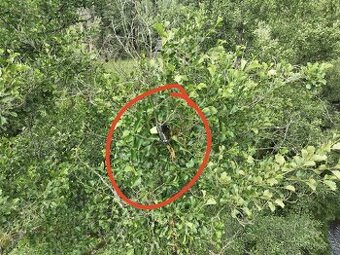 Sundání dronu ze stromu