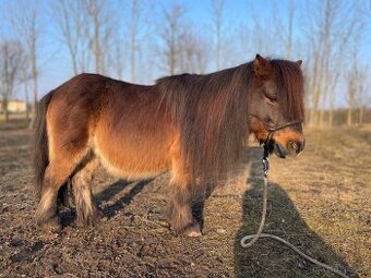 Mini shetland pony s PP