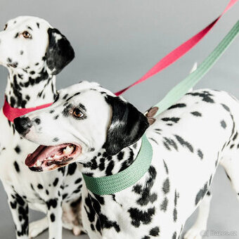 Kentucky - Obojek XL + vodítko - olive green