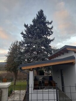 Větve stříbrný smrk