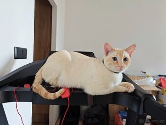 Nabízíme krytí Siamským kocourkem FLAME POINT