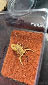 Štíři - aktuální nabídka 2.3.