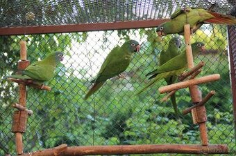 Aratinga dlouhoocasy samci 24