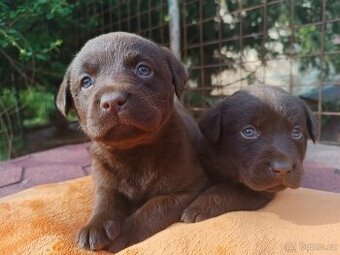 Labradorský retrívr - 1