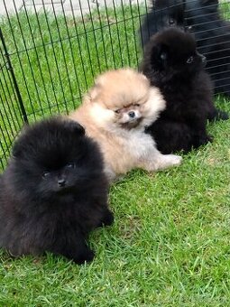 Pomeranian