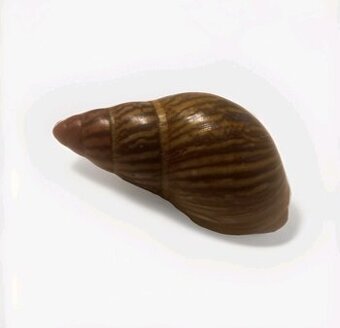 Archachatina marginata saturalis - 1