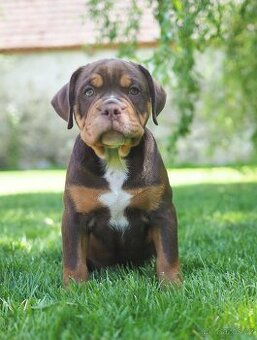 Staroanglický buldok/Old English Bulldog (OEB)