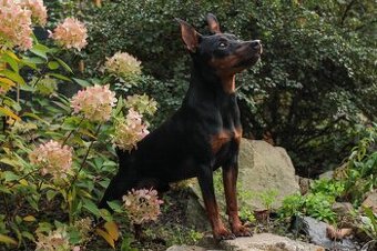 Trpasličí pinč černý s pálením, krycí pes