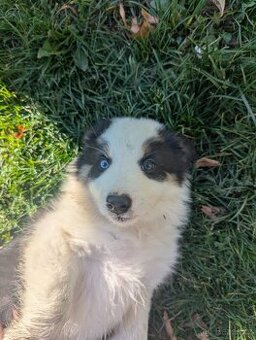 Štěnata Border kolie