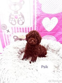 Pudl pudel pudlik toy