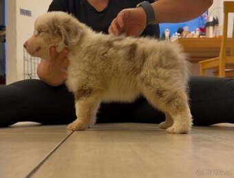 Miniaturní americký ovčák s PP - red merle holčička