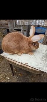 Králík burgundsky samec