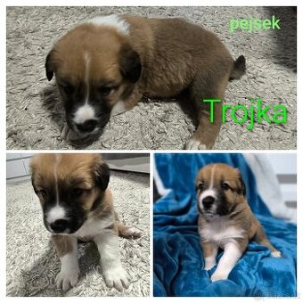 Nabízíme k prodeji štěňátka