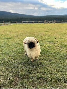 walliserská černonosá ovce