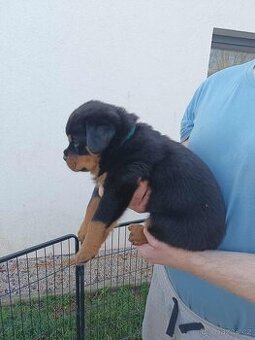 Štěňátka rotvajlera