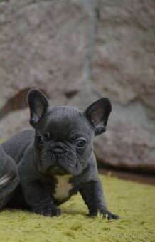 Francouzský buldoček