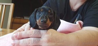 Jezevčík hladkosrstý trpasličí - fenka s PP