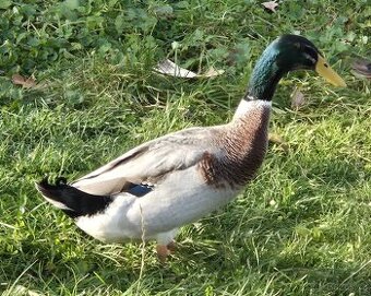 Prodám letošní indické běžce - kačery