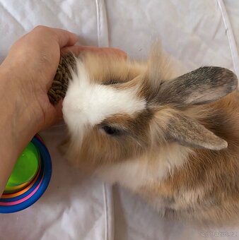 Krásný mini králíček+klec160cm+příslušeny–Vánoční dárek