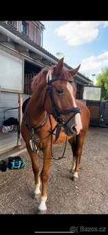 prodám 8 letého valacha