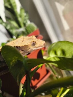 Pagekon řasnatý 0.1